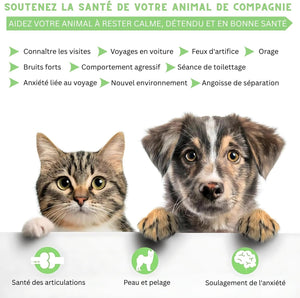 Hemp Oil for Dogs and Cats