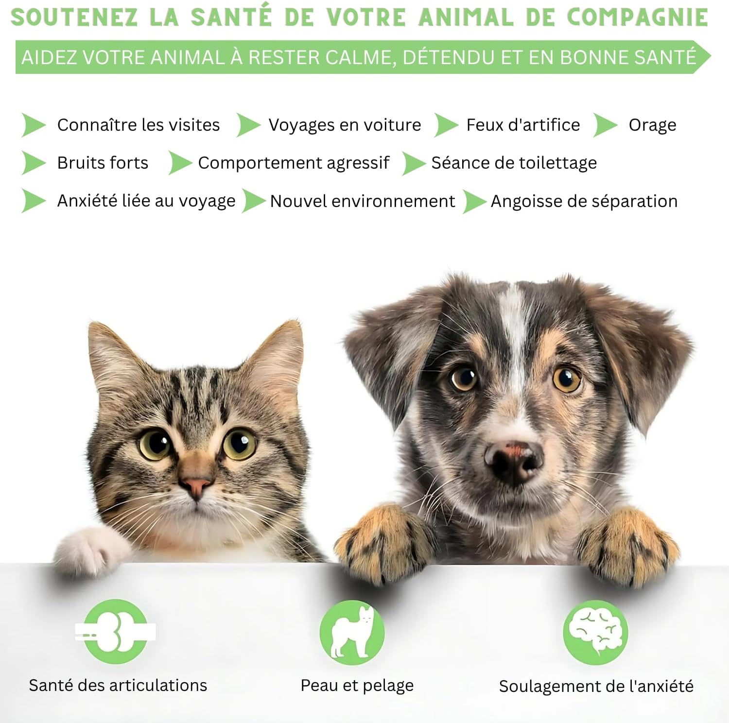 Hemp Oil for Dogs and Cats